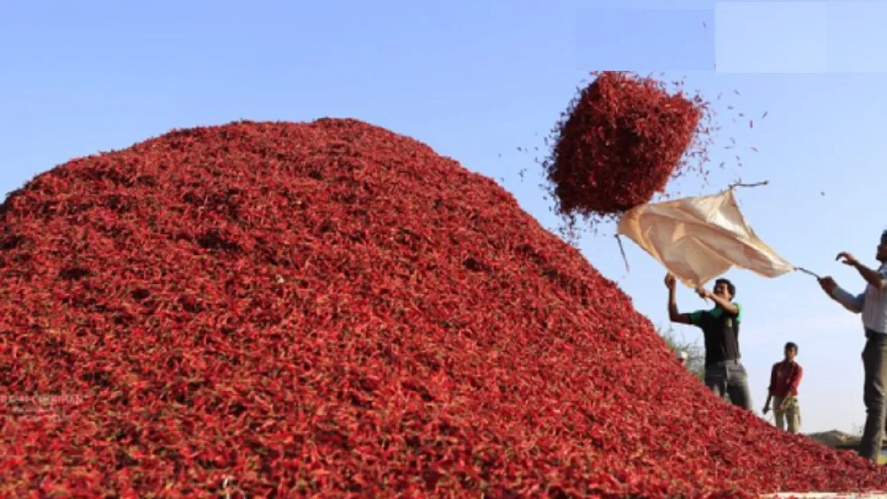 MP Chilli