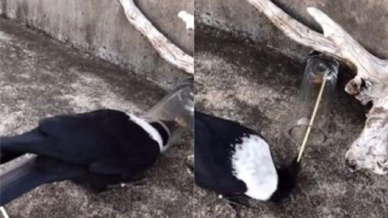 crow gilas