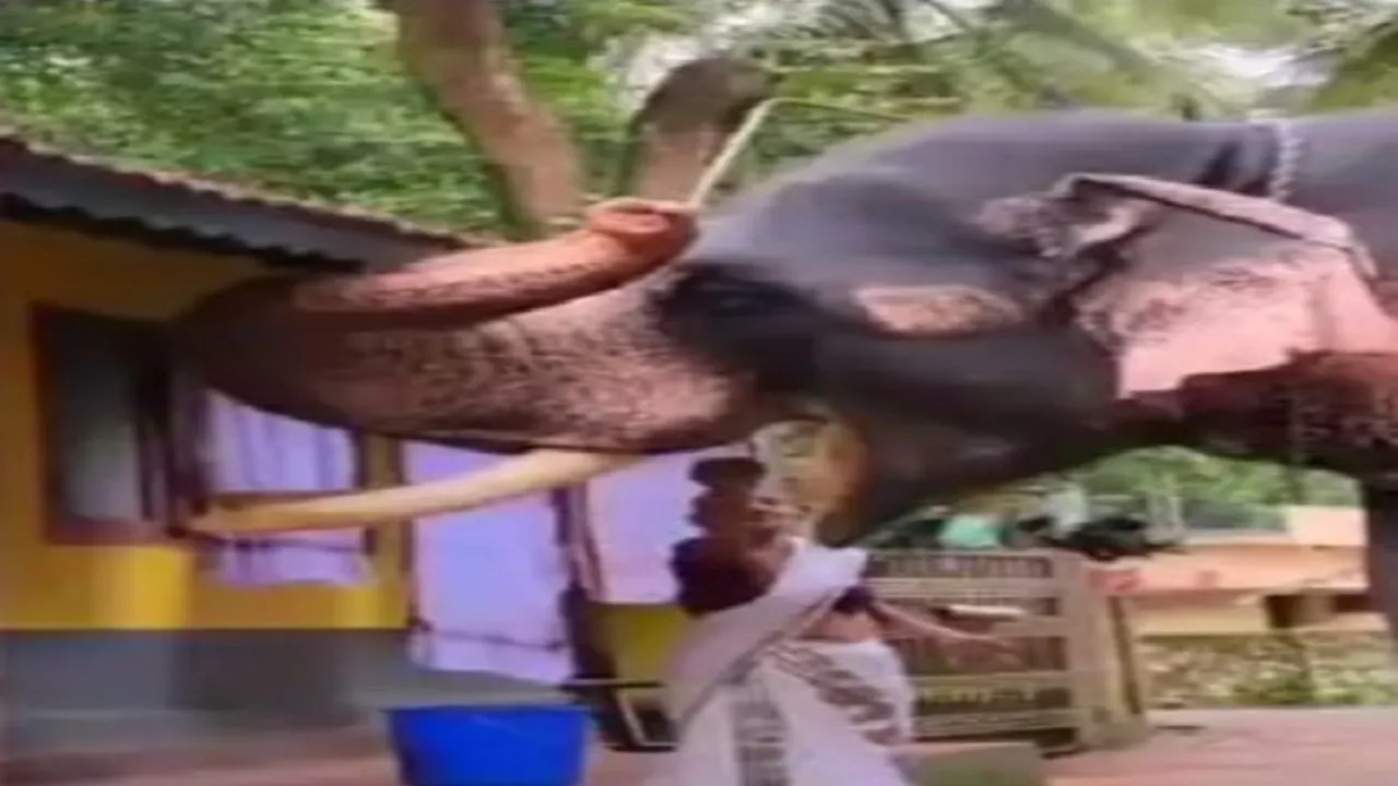 elephant feed food