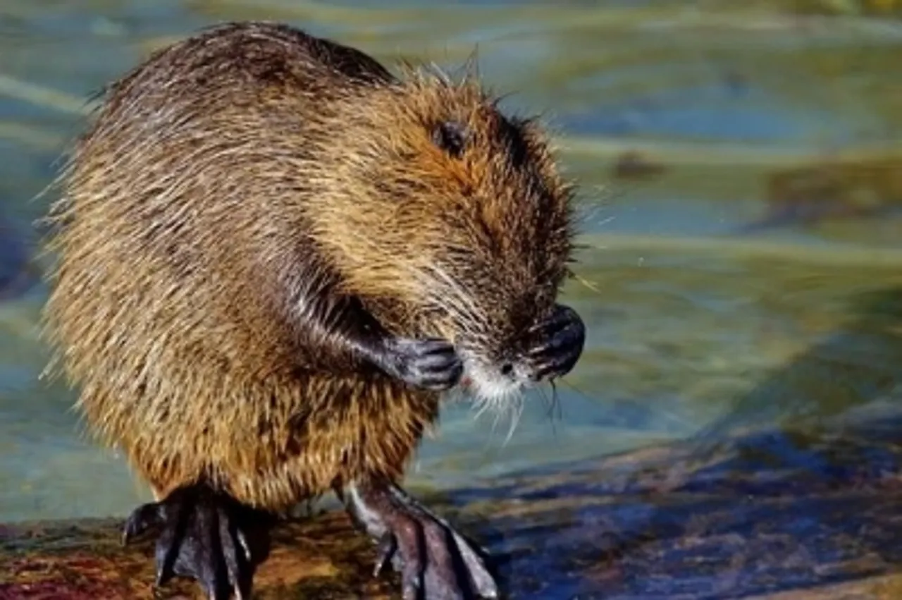 Beaver in