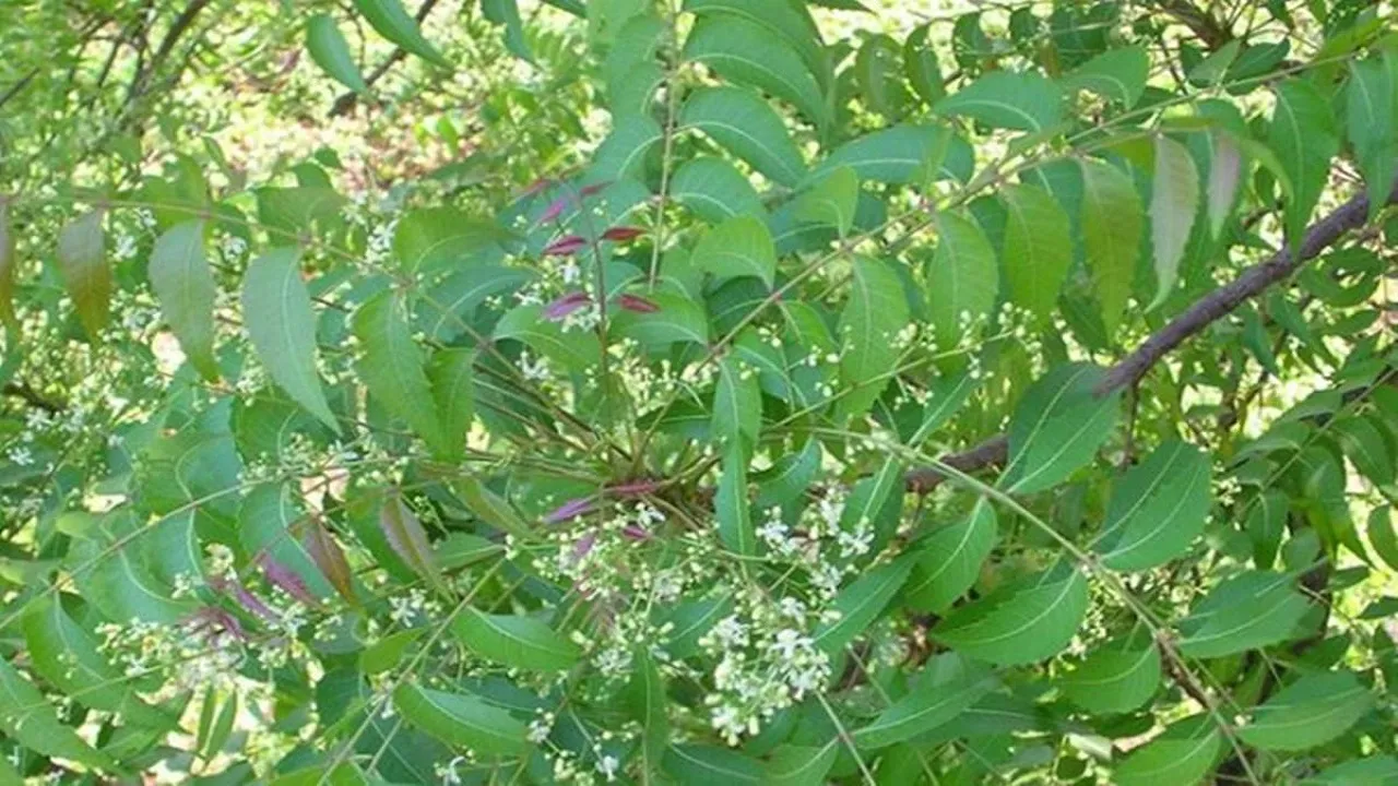 neem