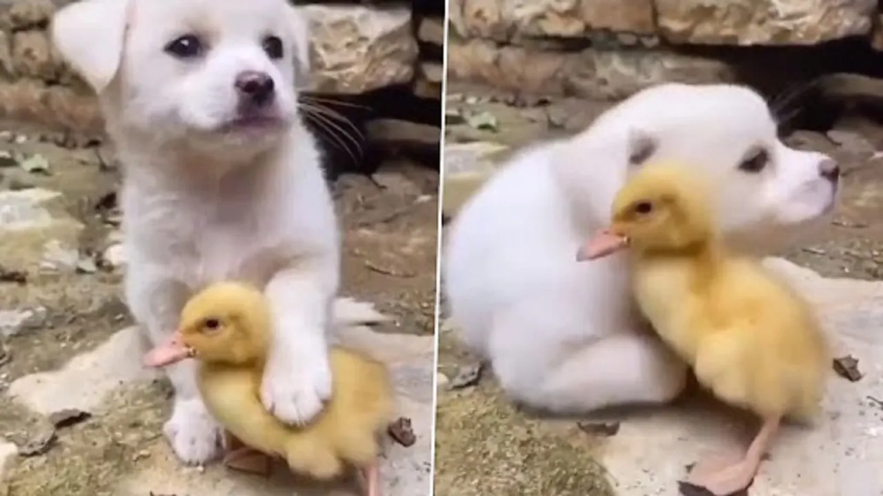 duck