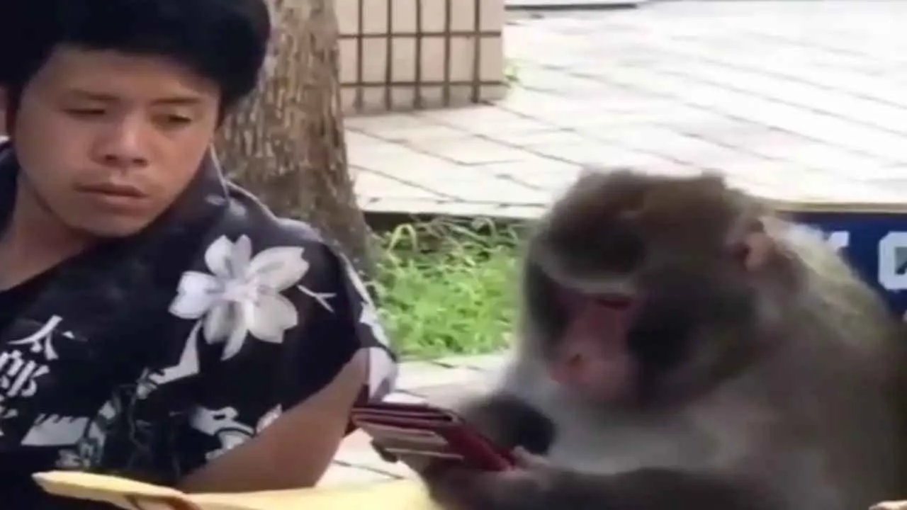 monkey mobile