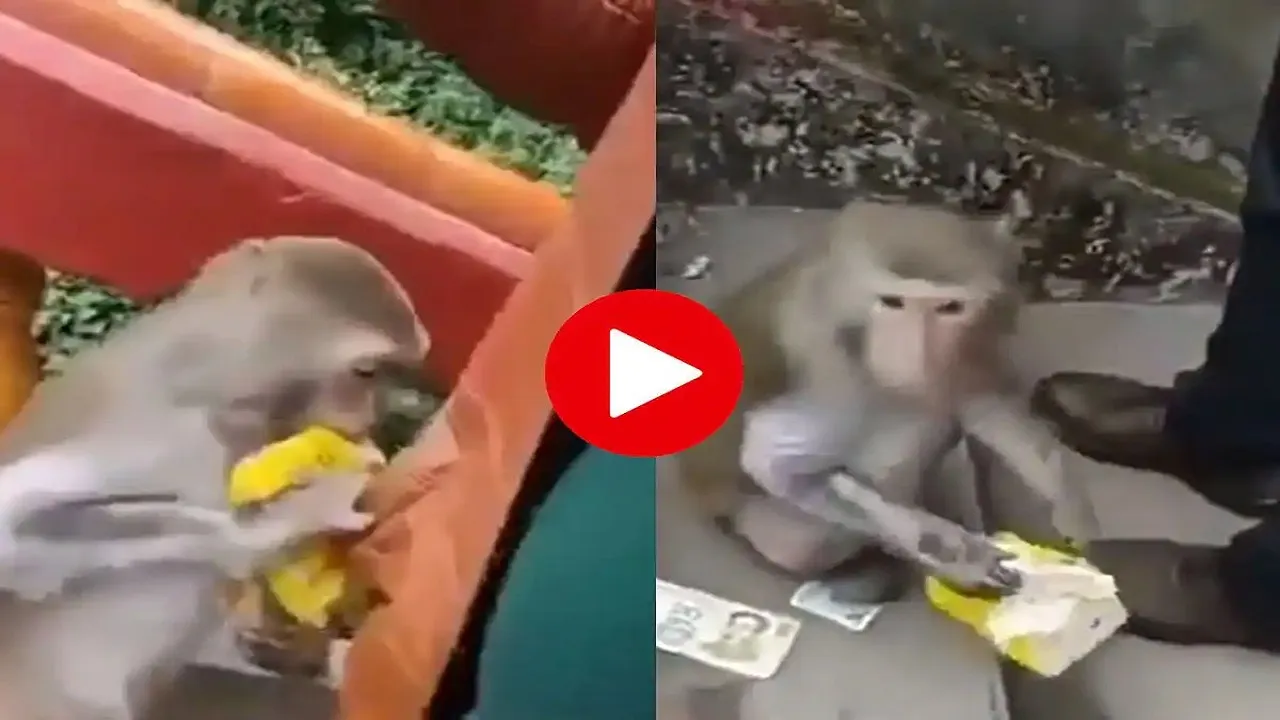 monkey selfy