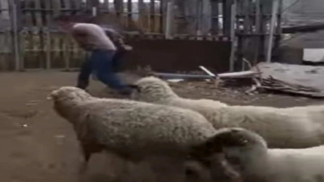 couple video444