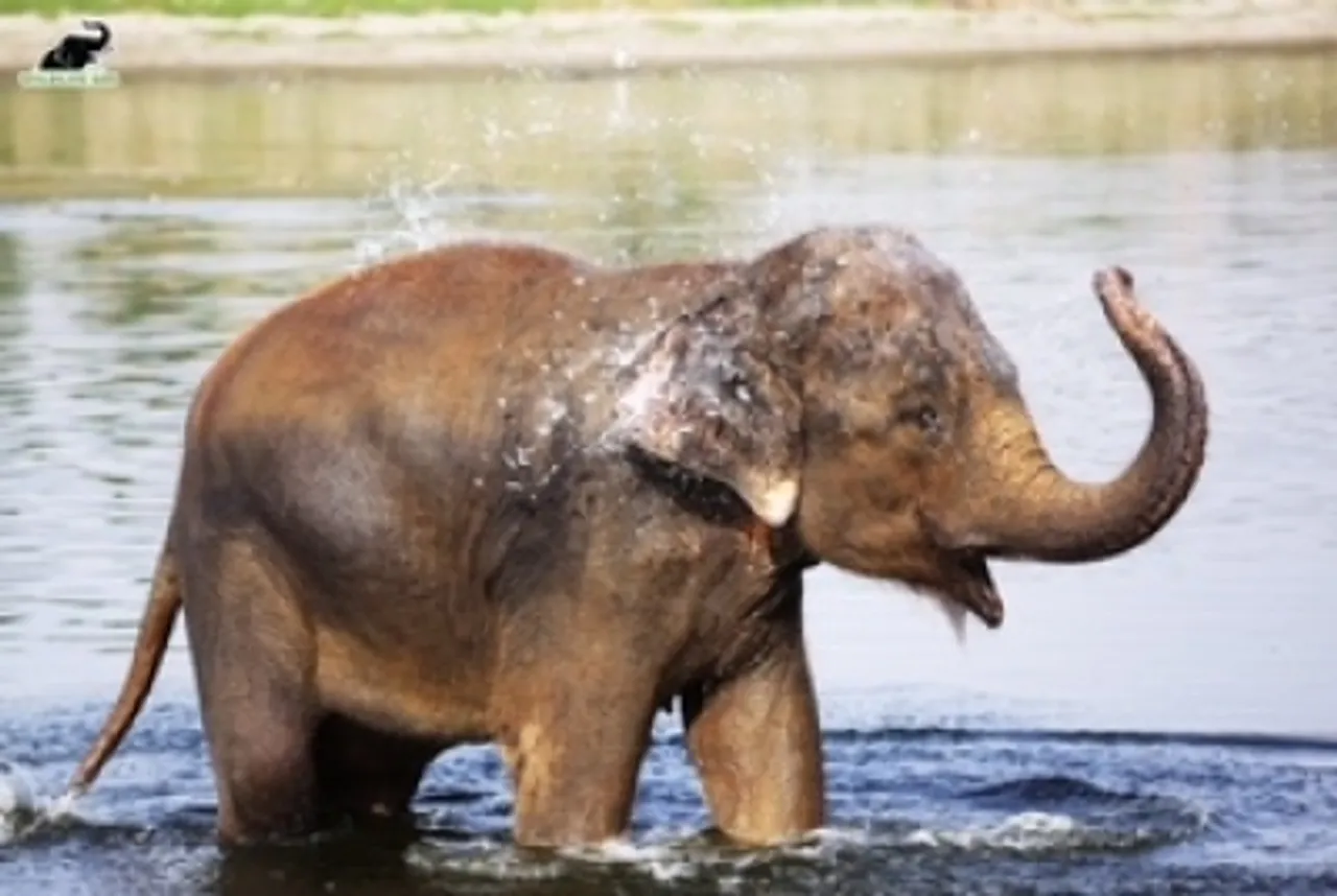 Wild elephant