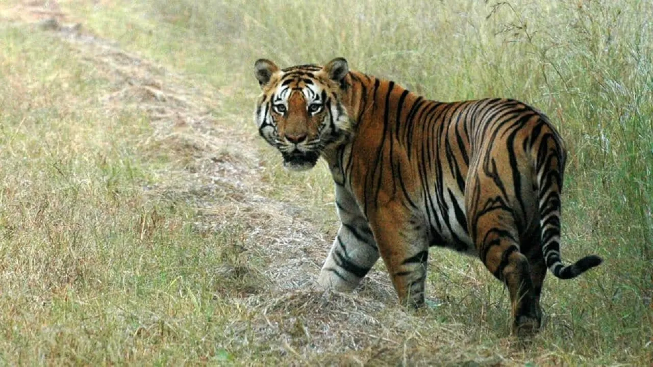 Black Tiger