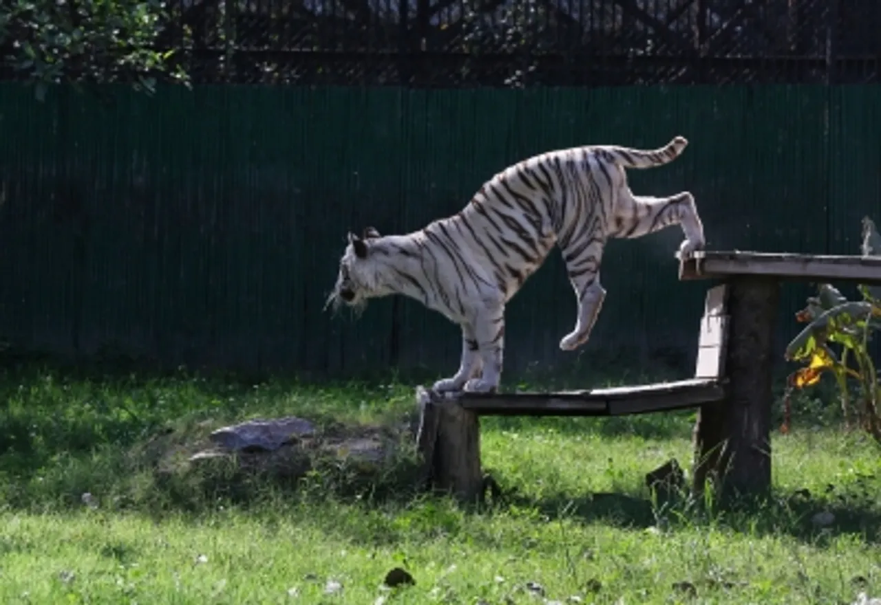 park,animal