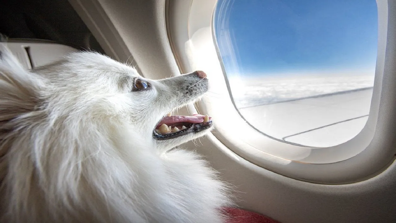 pet dog 234