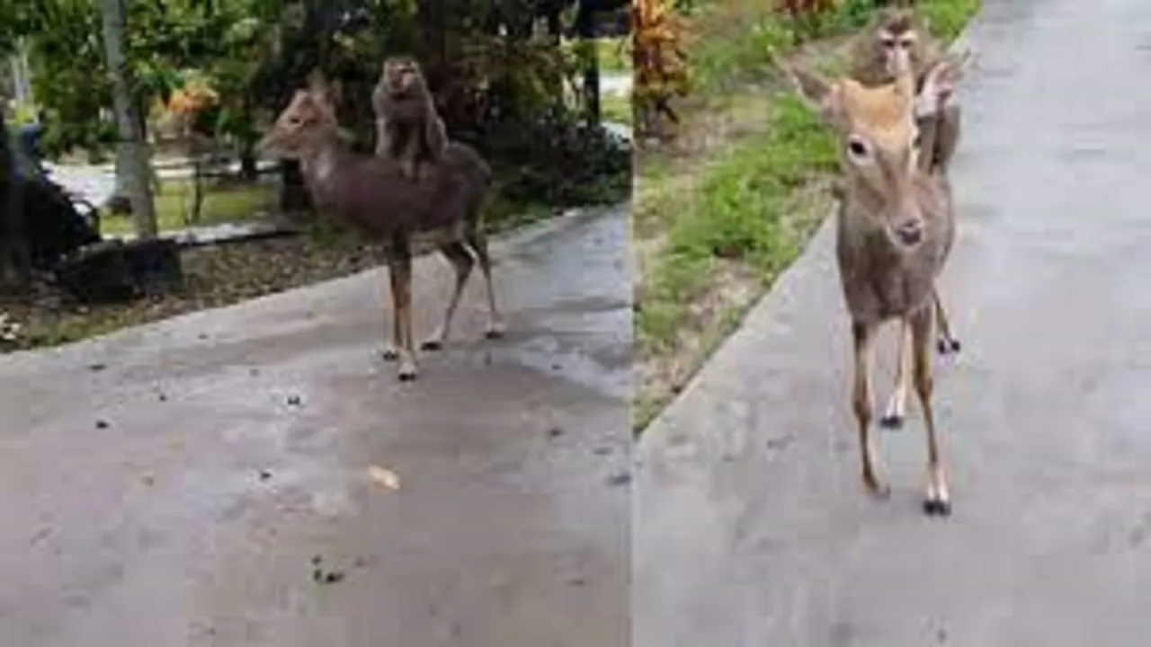 monkey and deer