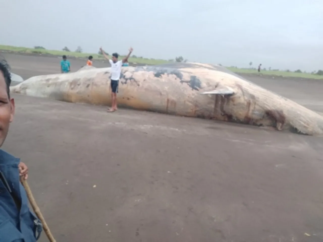 A gigantic