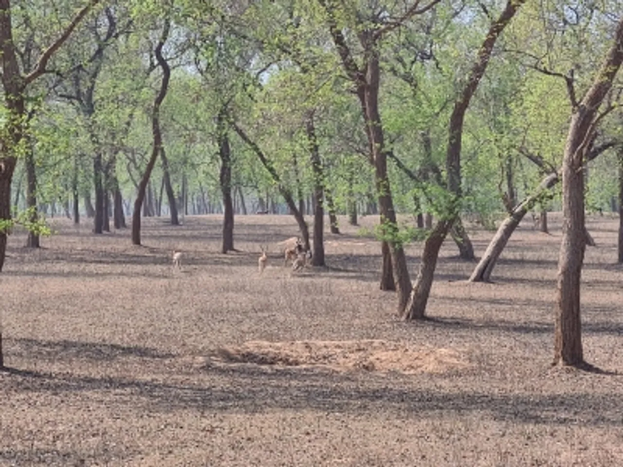Bihar An
