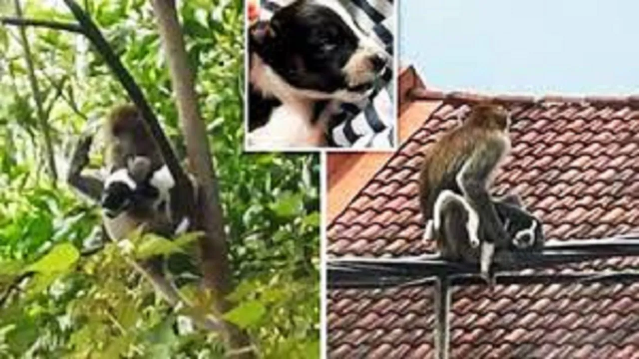 monkey kidnapped the puppy