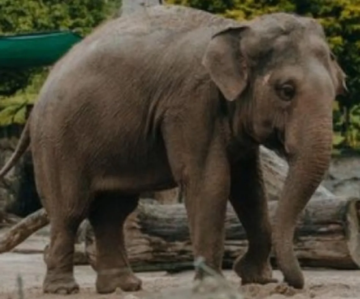 Wild elephant