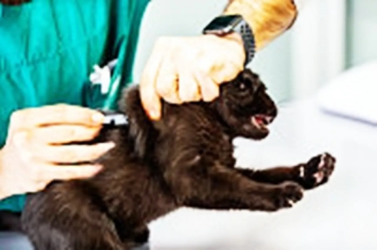 vaccine,animalPixabaycom