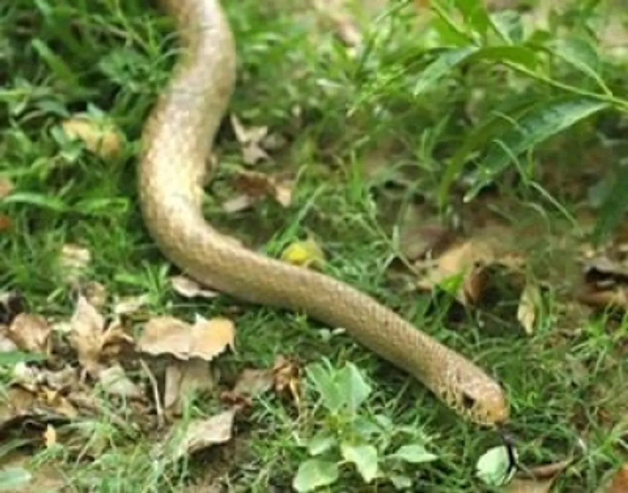 SNAKE RESCUED