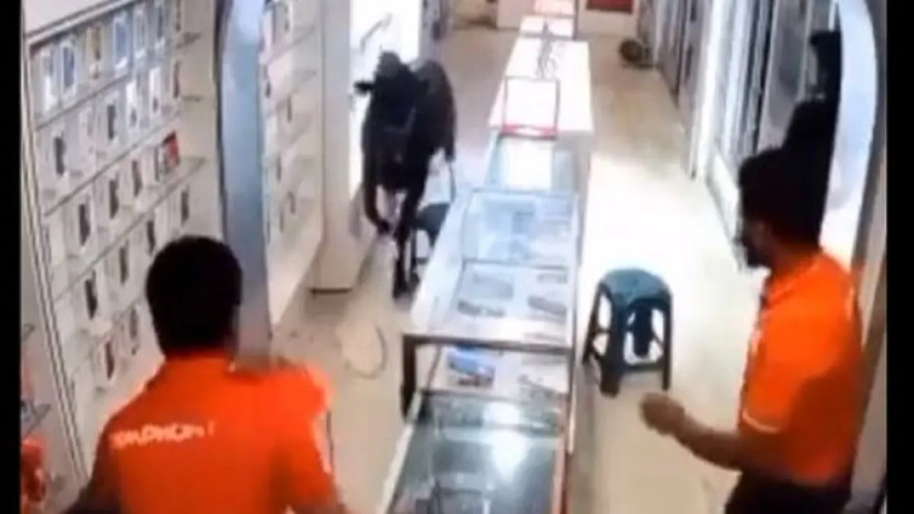 cow video 56