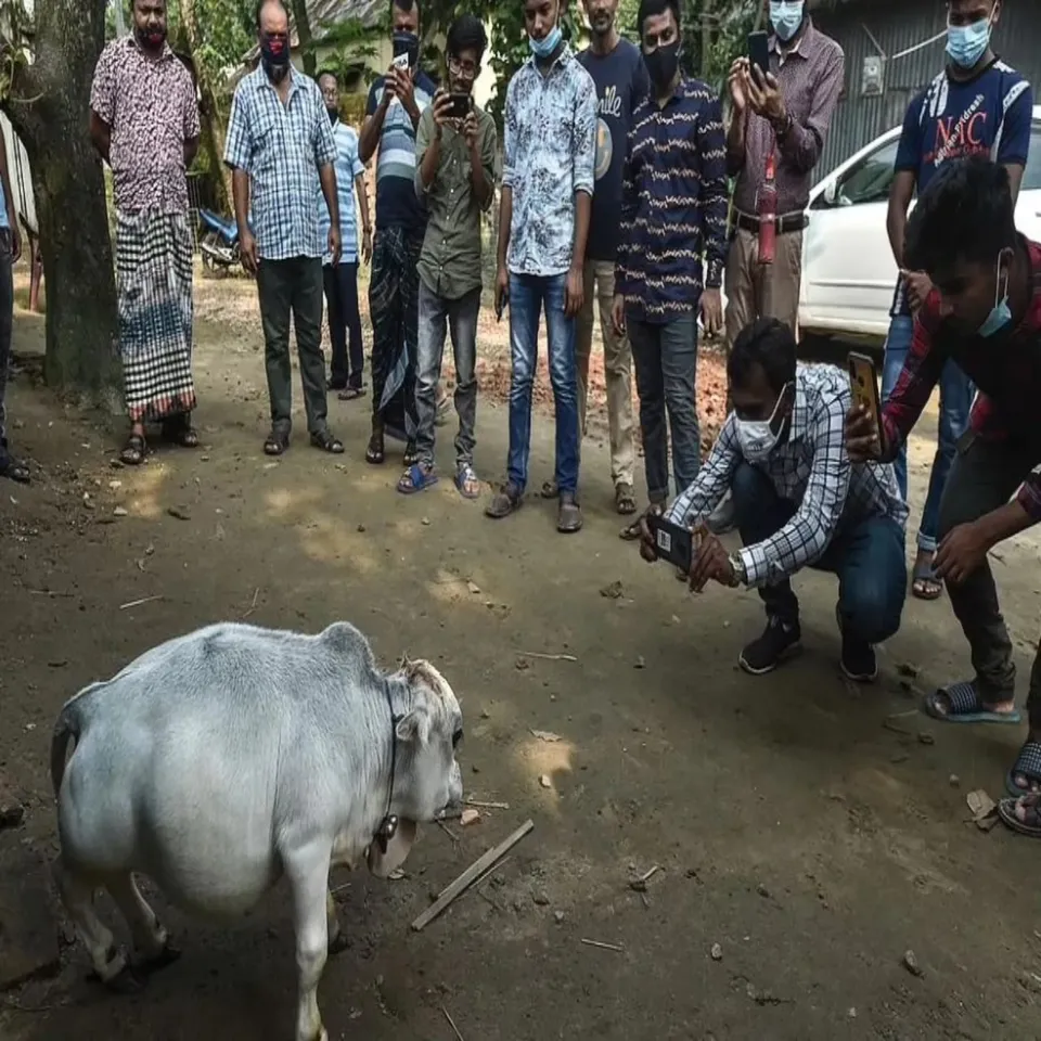 rani cow