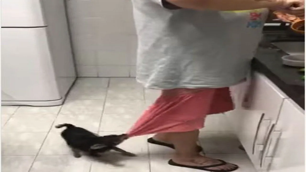 dog viral video 09