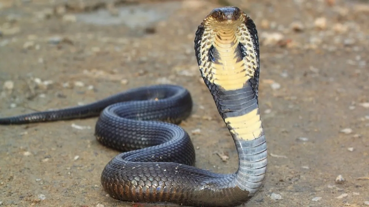 poisonous snake
