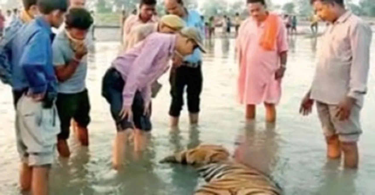 Tiger carca