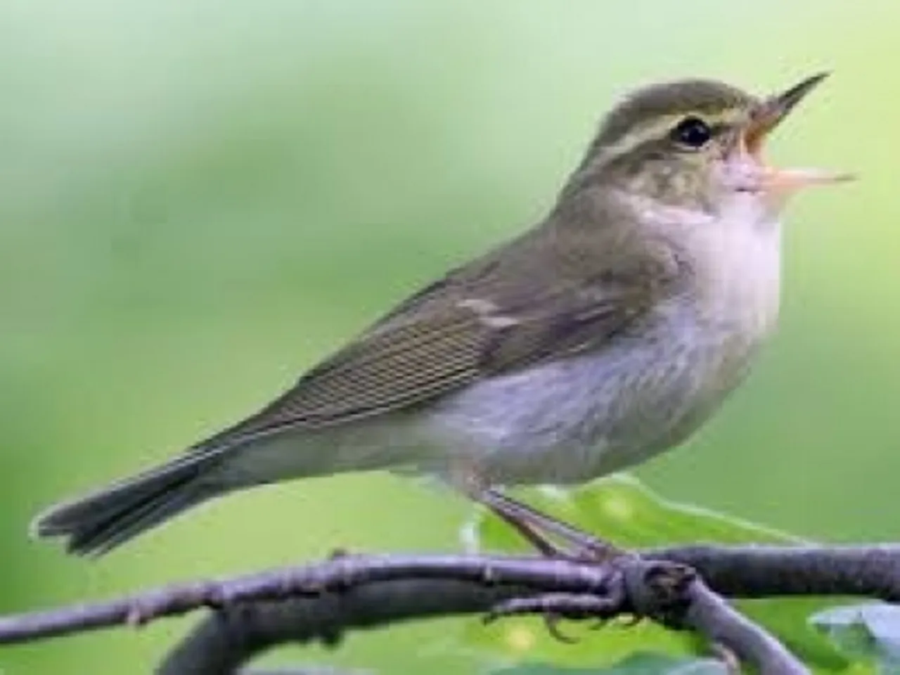 Rare bird
