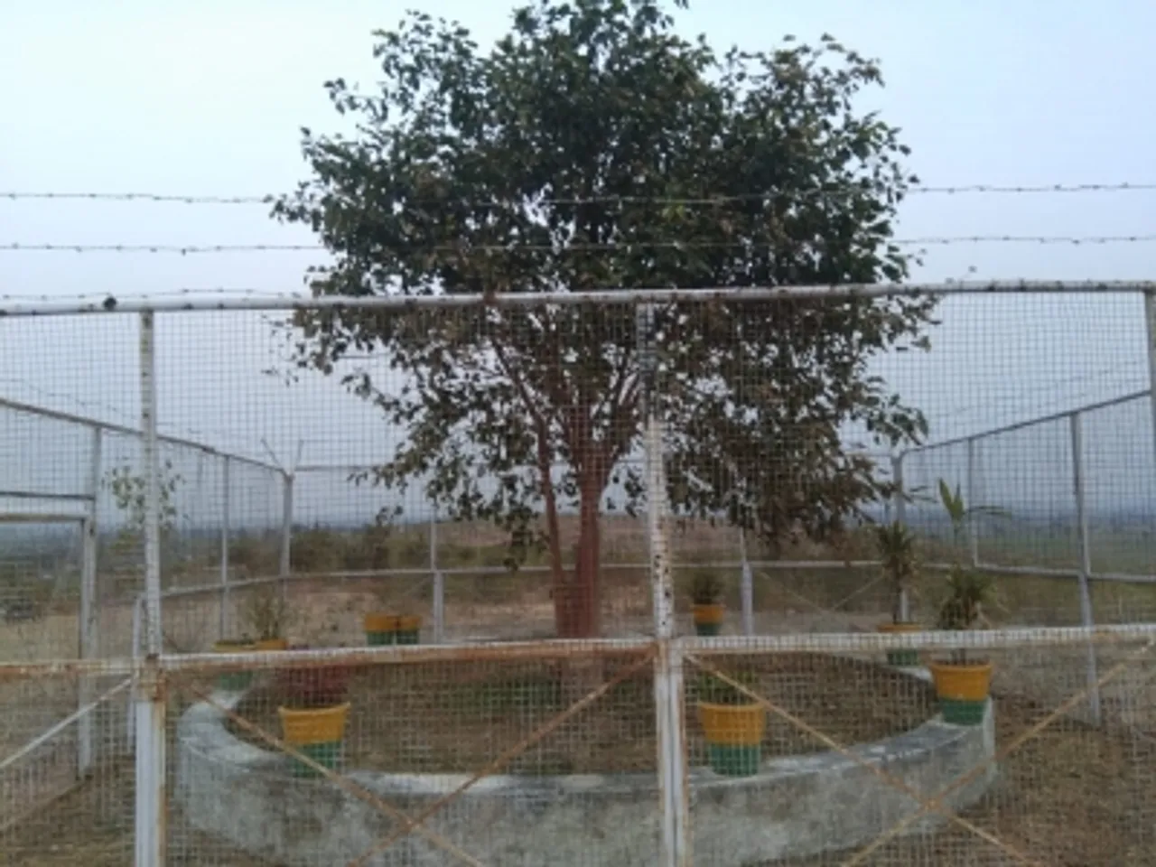 tree protection