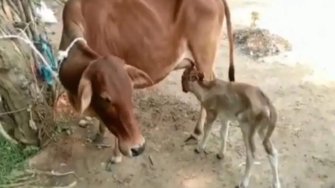 Cow