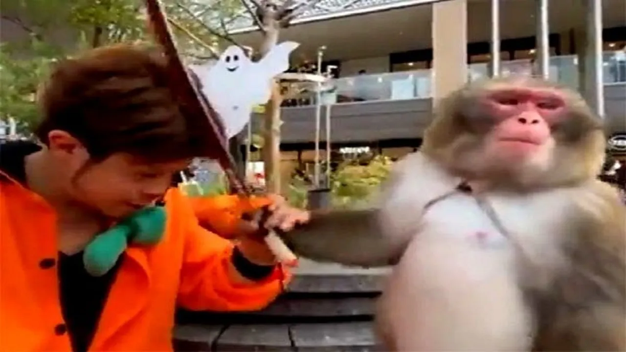 monkey