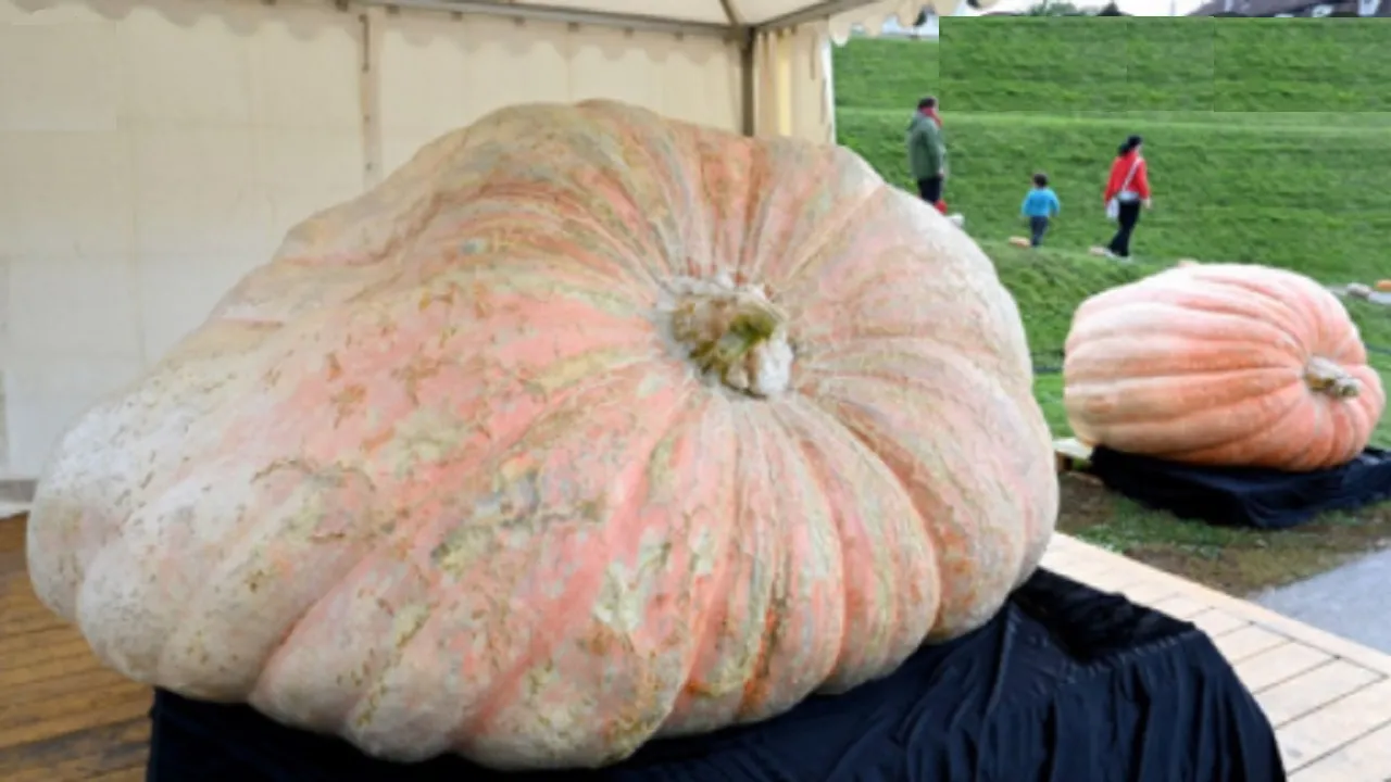 Pumpkin
