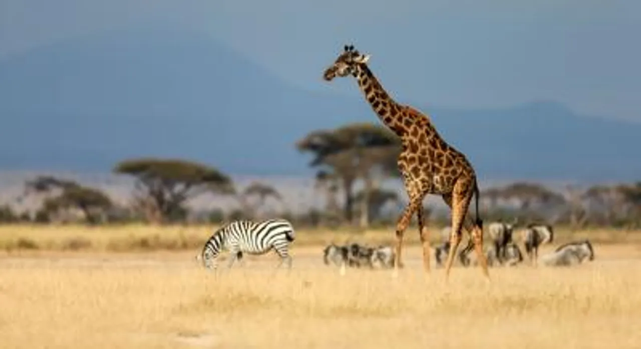 Tanzania allocate