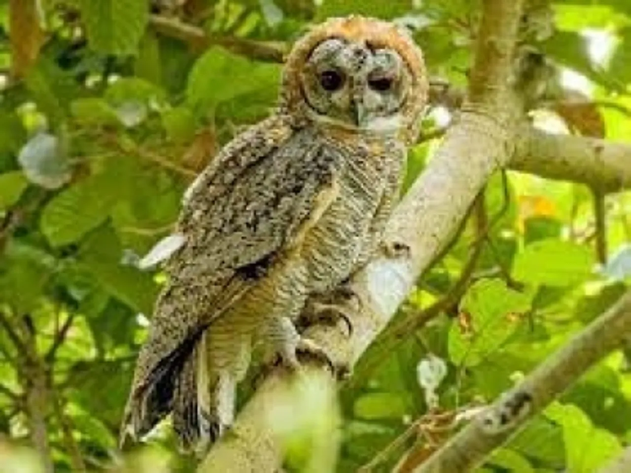 Mottled wood