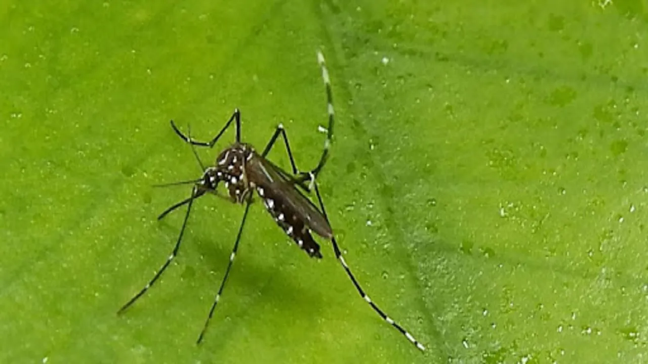 dengue