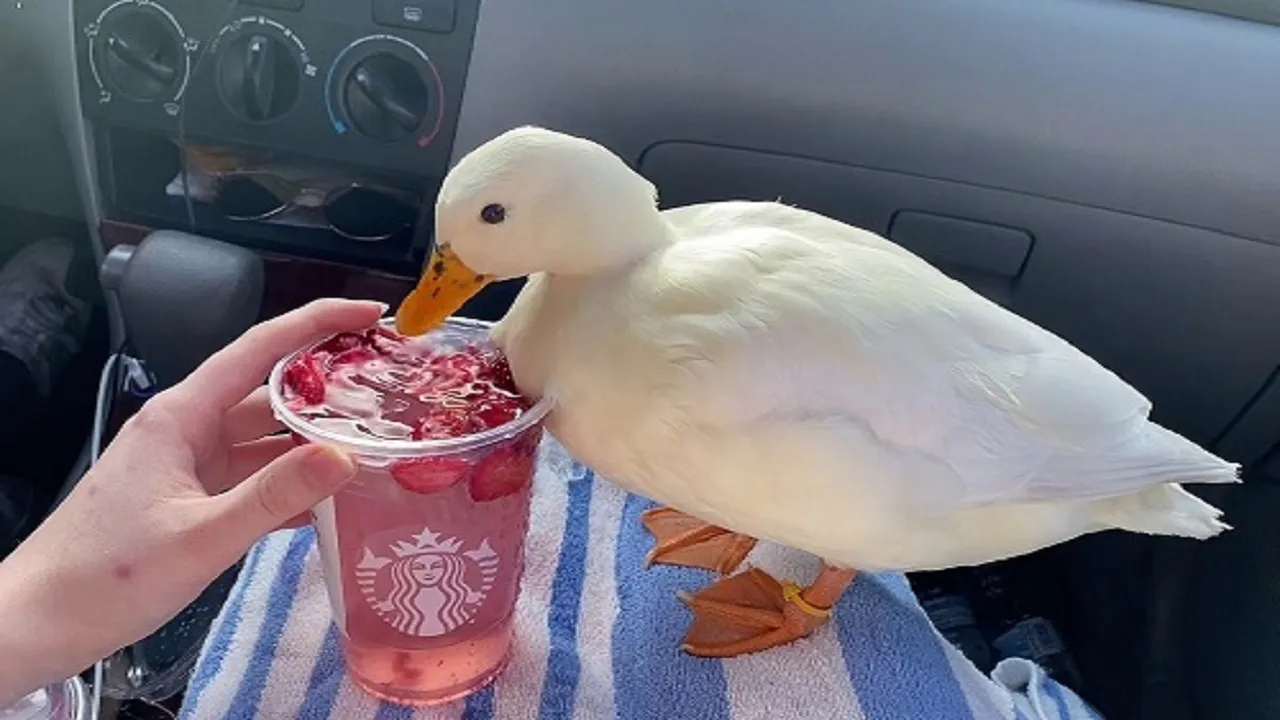 duck