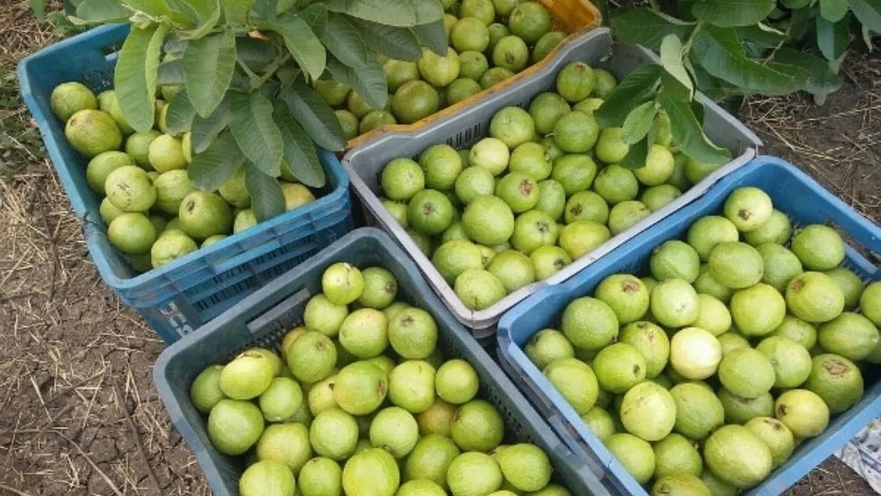 amrood1