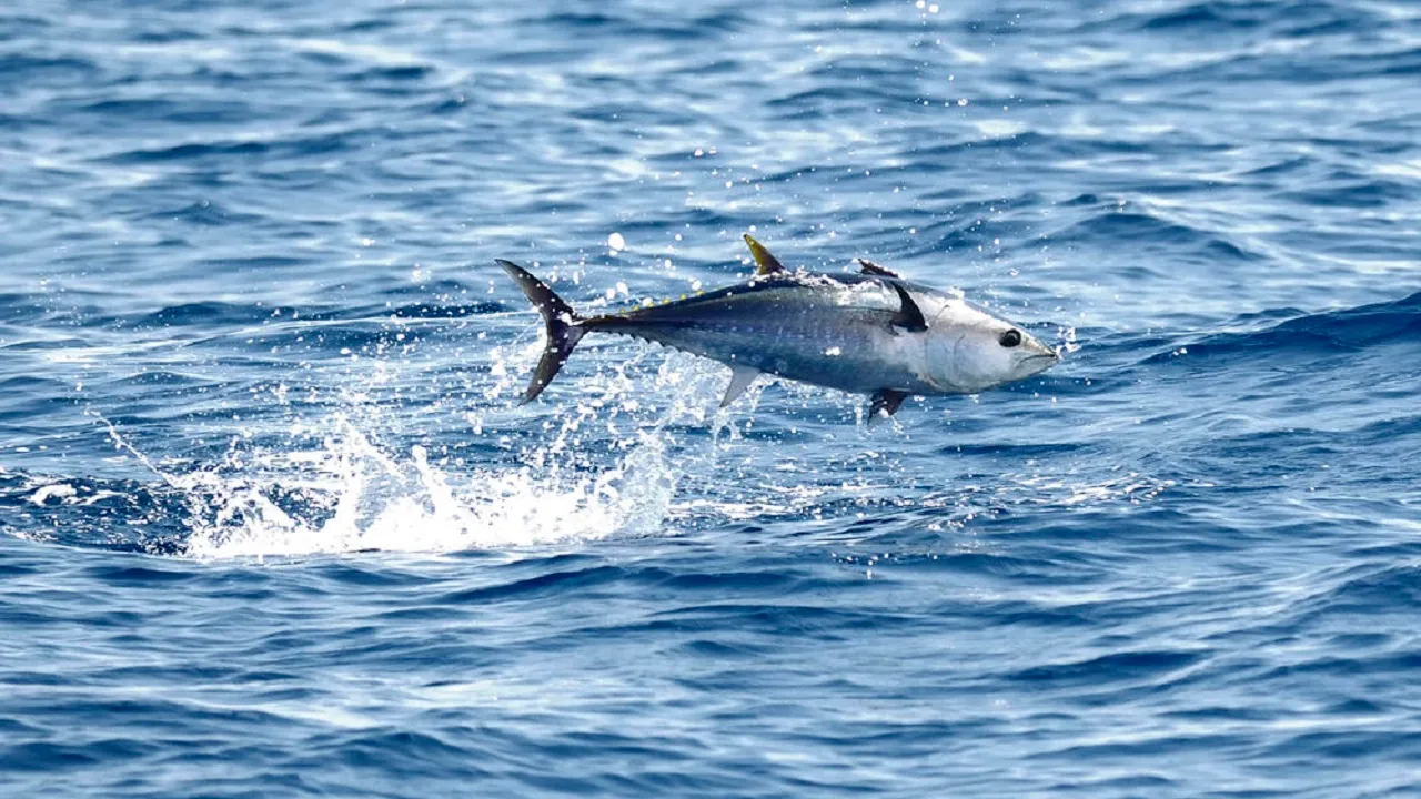 Bluefin tuna