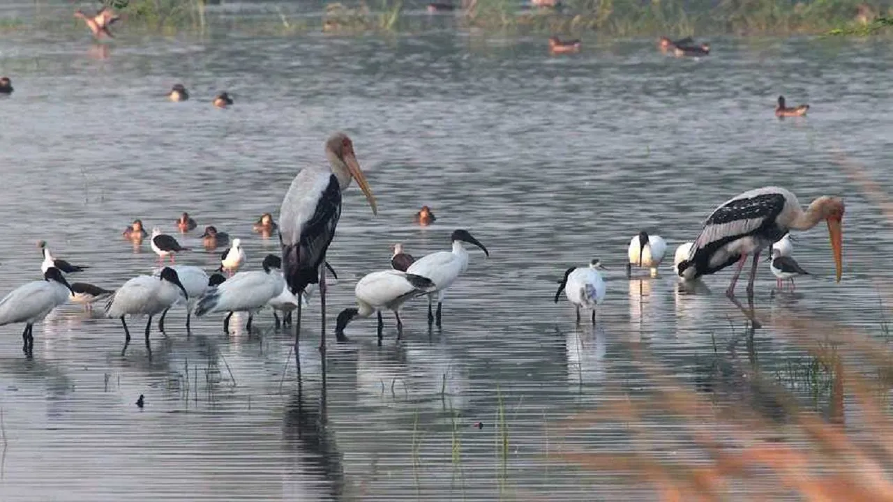 Bird Sanctuary