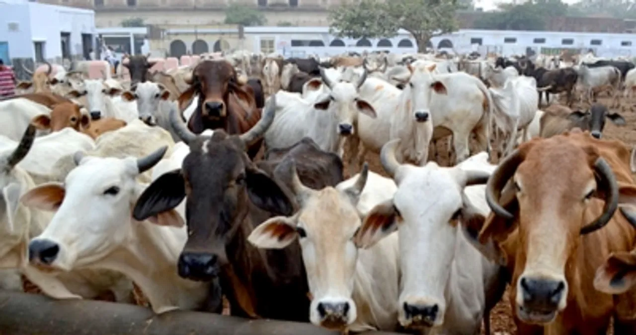Cow at