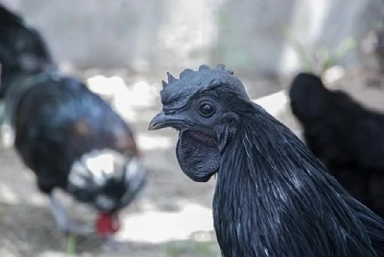Kadaknath chickenphotohttppixabaycom