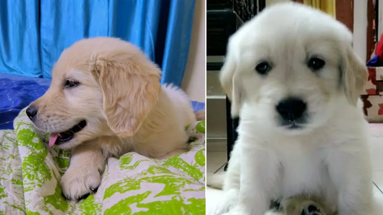 dog collage