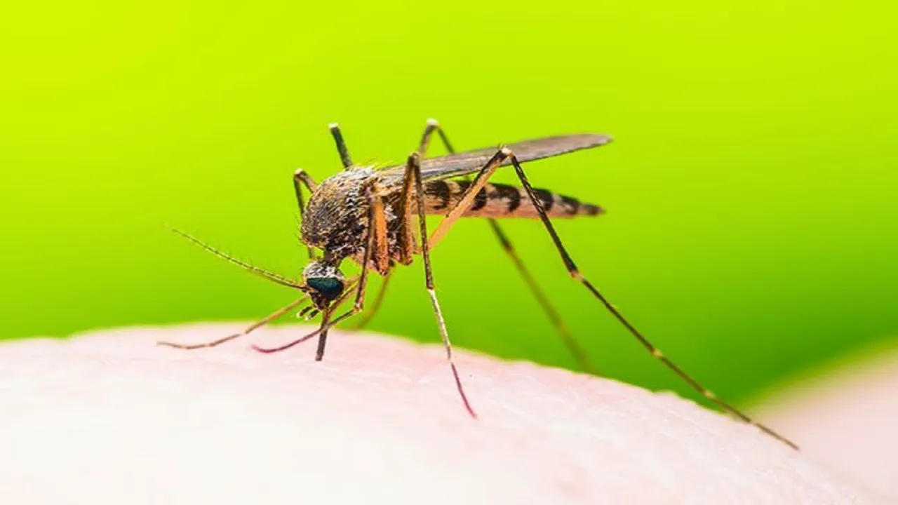 Dengue Mosquito