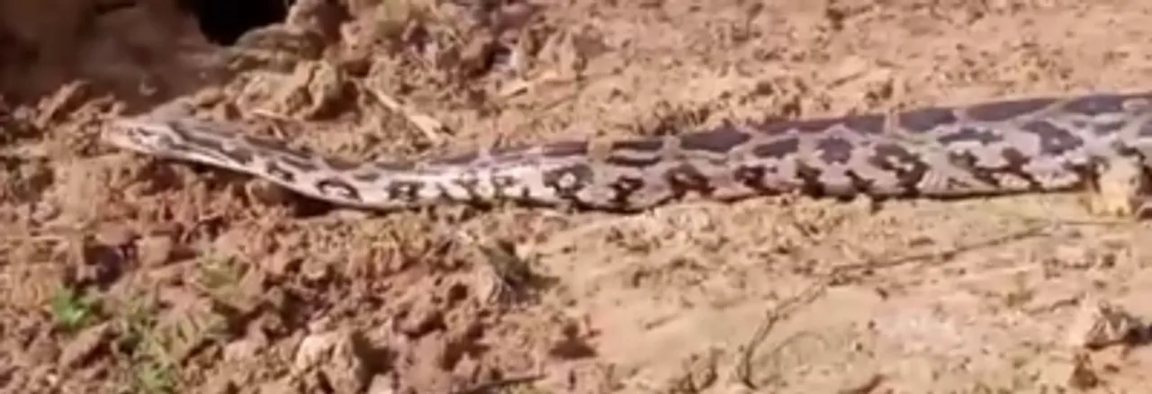 Python found