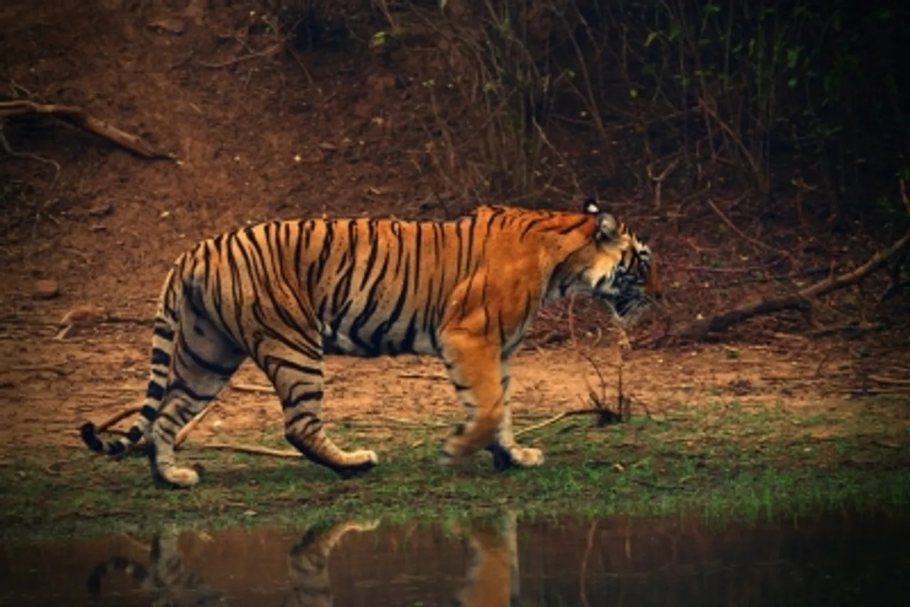 Dudhwa, Pilibhit