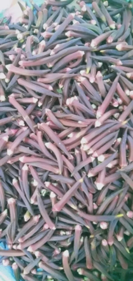 red ladyfinger