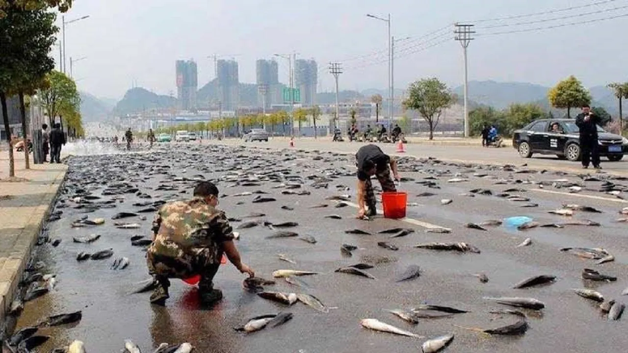 fish