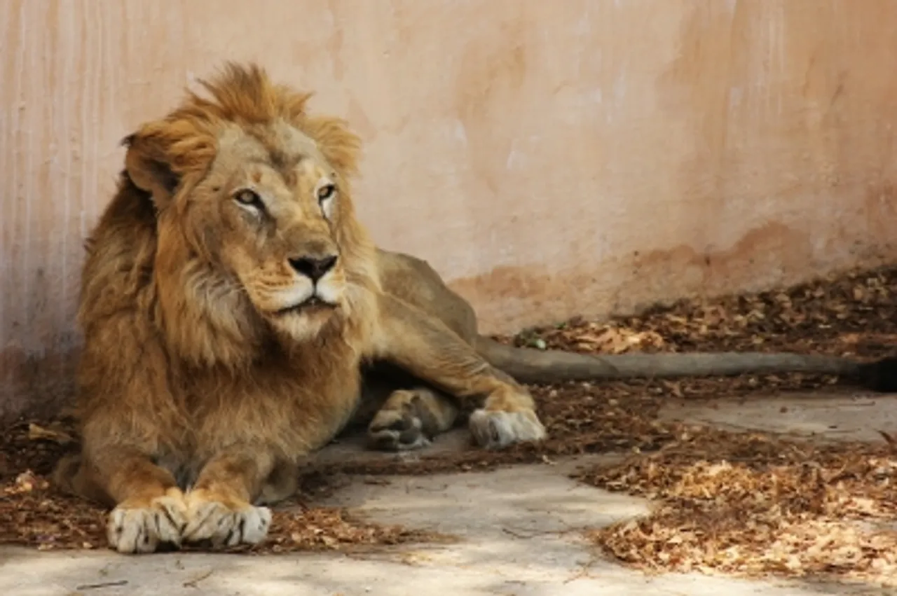 4 lion