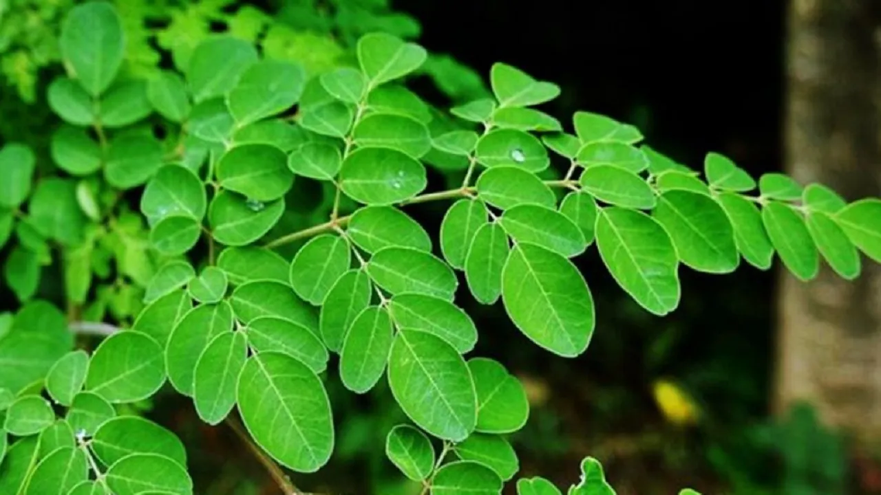 Moringa Leaves Benefits