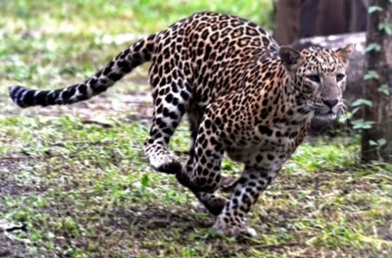 Pink leopard