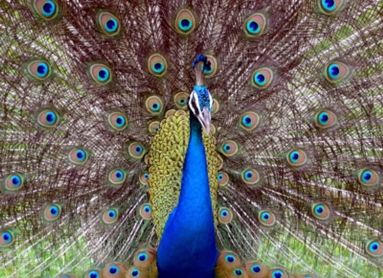 8 peacock