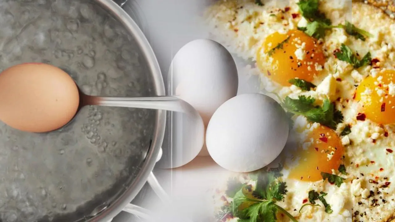 egg  1